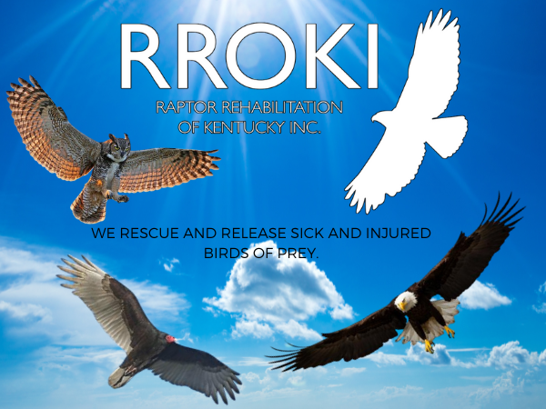 Birds flying  RROKI